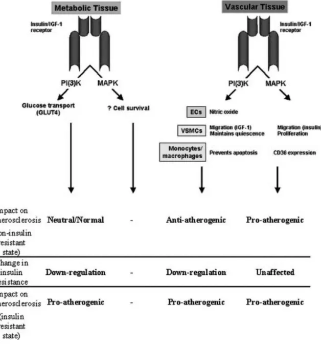 Figure 6. Voies de signalisation métaboliques et vasculaires de l’insuline  associées à des effets pro-athérogéniques (Nigro et al., End
