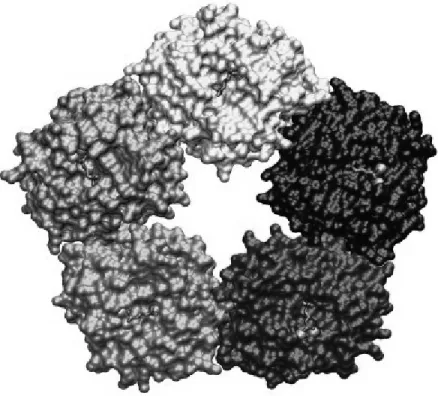 Figure 7. Structure pentamérique de la CRP.  