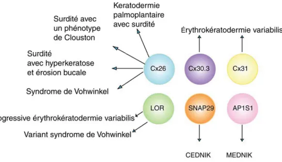 Figure 2. Gènes associés à des kératodermies et des kératodermies accompagnées de  désordres neurologiques