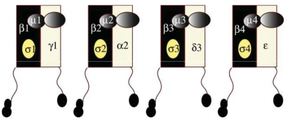 Figure 4. Représentation schématique hétérotétramérique des adaptines (Image  modifiée à partir de l’article  Boehm M, Bonifacino JS (2001) 30
