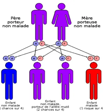 Figure 1 Le mode de transmission autosomique récessif de la fibrose kystique.  Deux 