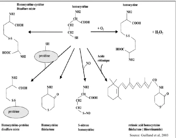 Figure 1: Formules chimiques de l’Hcy, de ses formes circulantes et de ses  dérivés 