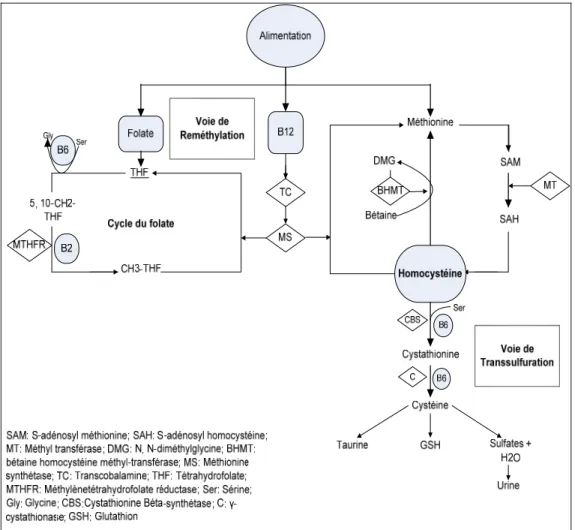 Figure 2: Métabolisme de l’Hcy 