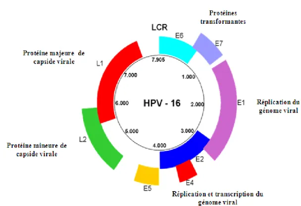 Figure 2 : Organisation génomique des VPH. Le génome  des VPH est composé de trois 