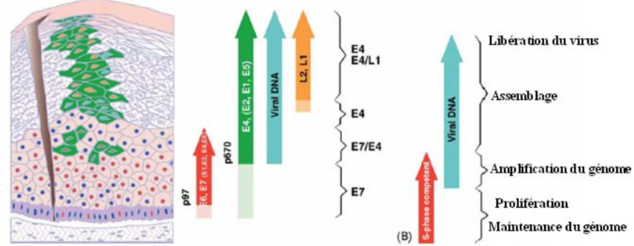 Figure 3 : Progression de l’infection du VPH durant le processus de différentiation des 