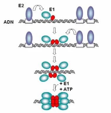 Figure 4 : Un modèle de recrutement du double-hexamère de E1 par E2 à l’origine de 
