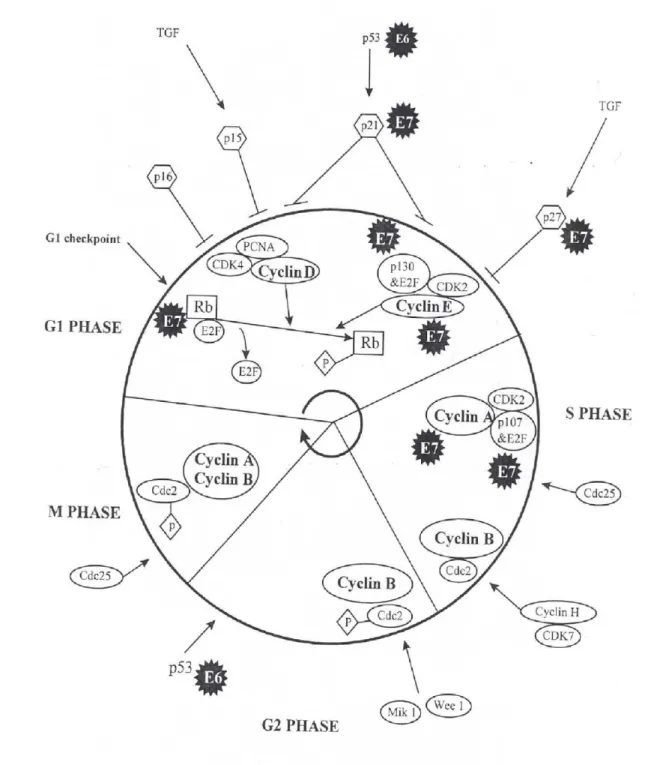 Figure 9 : Vue générale du  dérèglement du cycle cellulaire par les oncoprotéines E6 et 