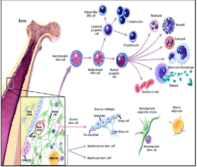 Figure 2- Hematopoiesis and stromal cell differentiation. 5   