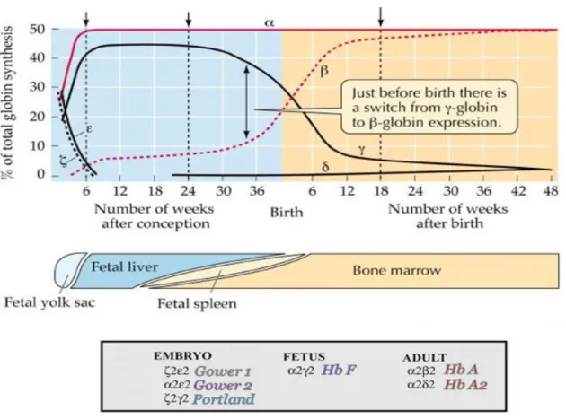 Figure 4- Types of normal hemoglobin. Different normal hemoglobin variants involve genes both 