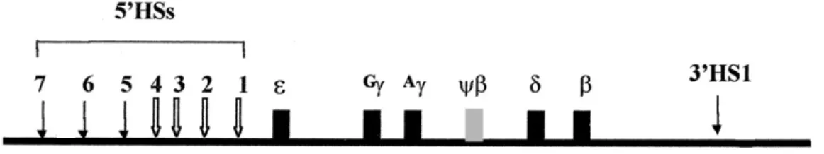 Figure 5- Structure of human β-globin locus. 