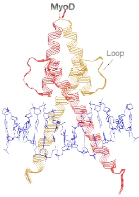 Figure 6- Structure of a MyoD basic-helix-loop-helix (bHLH) transcription factor. 81