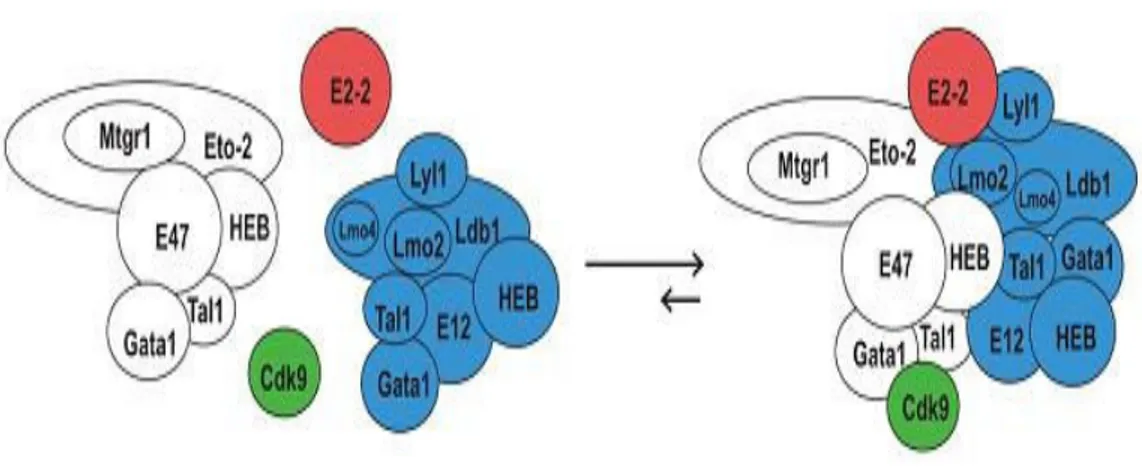 Figure 7- Model of Ldb1 complexes in uninduced MEL cells. The horizontal arrows indicate that 