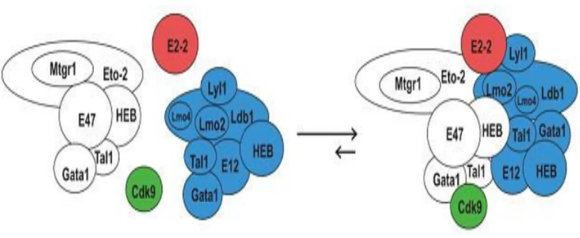 Figure 7- Model of Ldb1 complexes in uninduced MEL cells. The horizontal arrows indicate that 