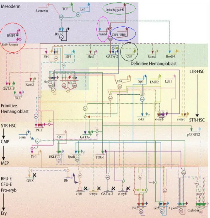 Figure  8-  Genetic  regulatory  networks  (GRNs)  programming  hematopoietic  stem  cells  and  erythroid  lineage  specification