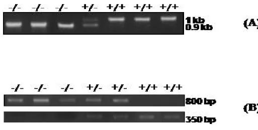 Figure 9- One representative experiment of genotyping (A) E2A and (B) HEB. Ethidium bromide-