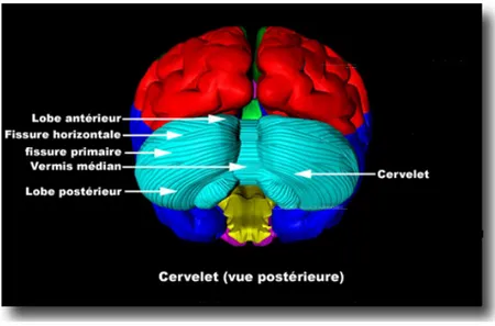 Figure 1 : Le cervelet (Marstzolff, 2009) 