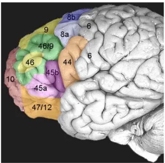 Figure 4 – Cortex préfrontal. Les chiffres réfèrent aux coordonnées de Brodmann  (Ridderinkhof et al., 2004)