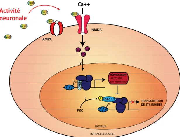 Figure  4.1.  Schéma  illustrant  que  l’enzyme  STX  serait  régulée  via  un  répresseur  transcriptionnel activité-dépendant impliquant le récepteur NMDA