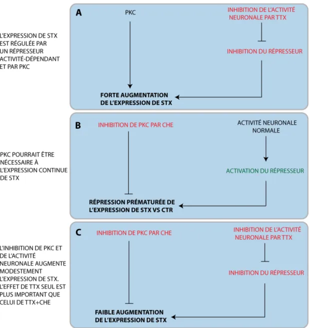 Figure  4.2.  Effet  synergique  de  PKC  et  de  l’activité  neuronale  sur  l’expression  de  STX