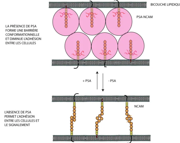 Figure 1.2. Schématisation de l’effet stérique de PSA à la surface cellulaire 