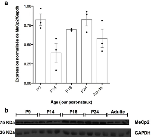 Figure 3.2. Expression développementale de MeCP2 dans le cortex visuel de souris in 