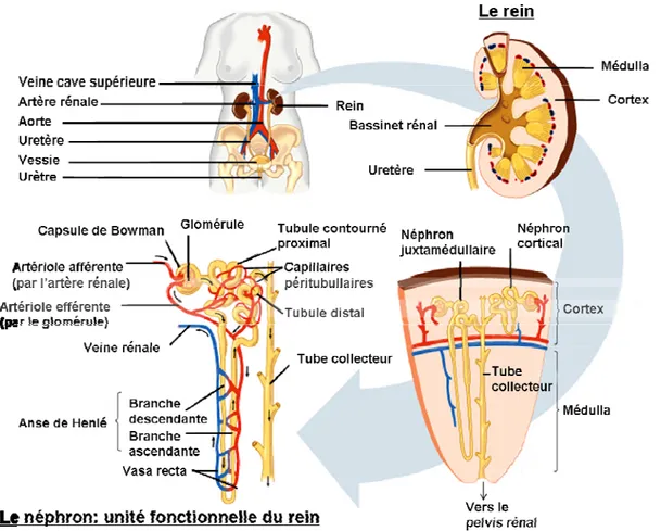 Figure 1 Schéma du système rénal. Le néphron est l’unité fonctionnelle du rein. Le sang  est filtré dans le glomérule, ce qui produit l’ultra-filtrat dont la composition est ajustée dans  les tubules par réabsorption ou sécrétion des électrolytes ou autres