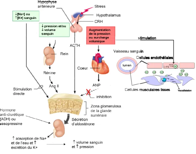 Figure 2 Contrôle endocrinien de la pression artérielle. Le système RAAS et l’ADH  stimulent l’absorption d’eau et de sel (vasoconstriction) par le rein tandis que l’ANP et le  NO ont une action vasodilatatrice