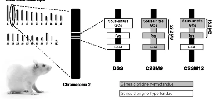 Figure 3 : Illustration de la provenance des principaux gènes candidats dans les souches  congéniques SM9 et SM12 et la souche parentale DSS 