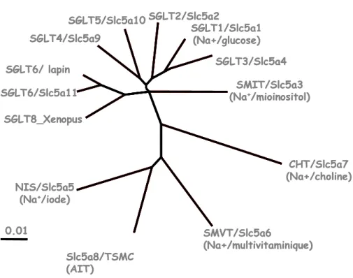 Figure 1 L’arbre phylogénique des membres humains* de la famille des transporteurs SLC5