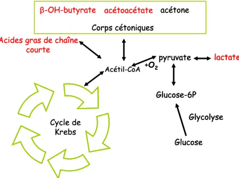 Figure 3.  Illustration des voies métaboliques qui  impliquent les monocarboxylates (en rouge)