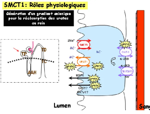 Figure 6. Illustration du rôle possible de SMCT1 dans la réabsorption d’urate aux cellules du tubule proximal du  rein