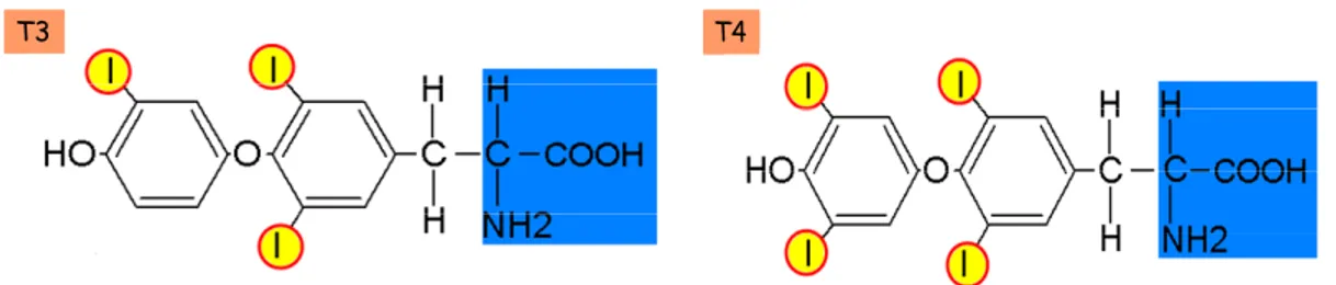 Figure 8.   Structure moléculaire des hormones thyroïdiennes, triiodothyronine (T3) et la thyroxine (T4)