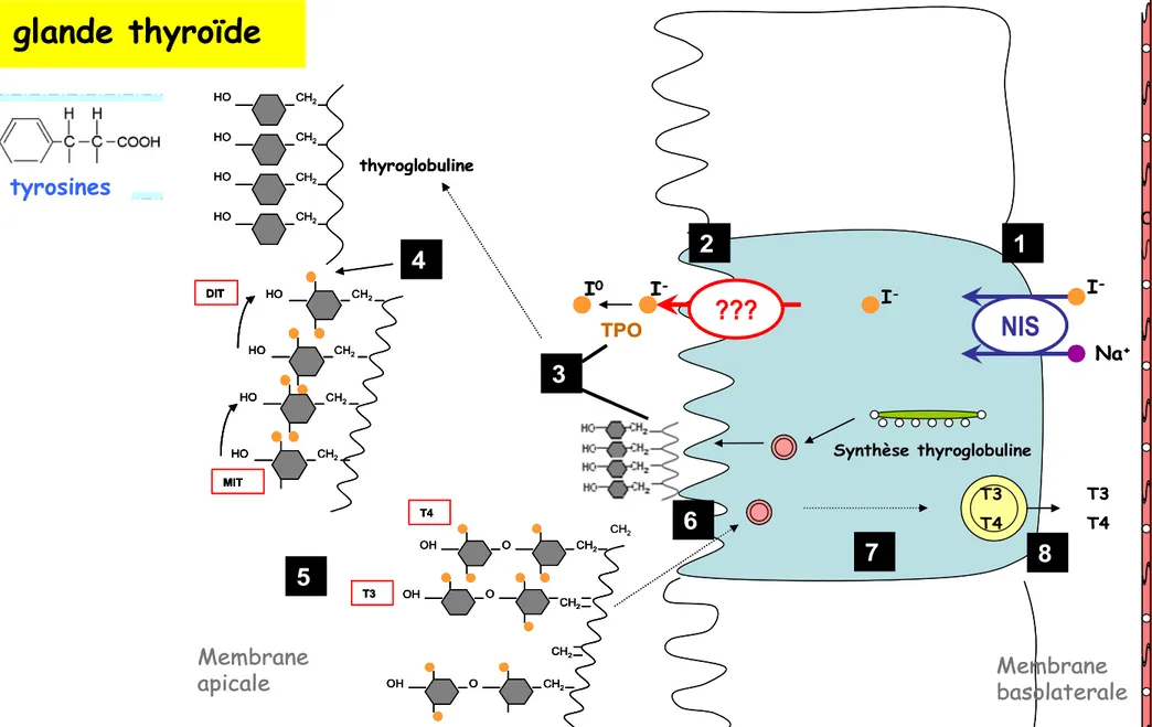 Figure 9. Illustration de la synthèse des hormones T3 et T4 dans les follicules thyroïdiens