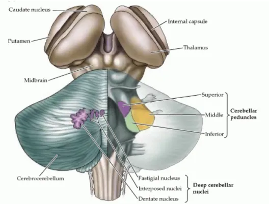 Figure 1. L'organisation générale du cervelet  