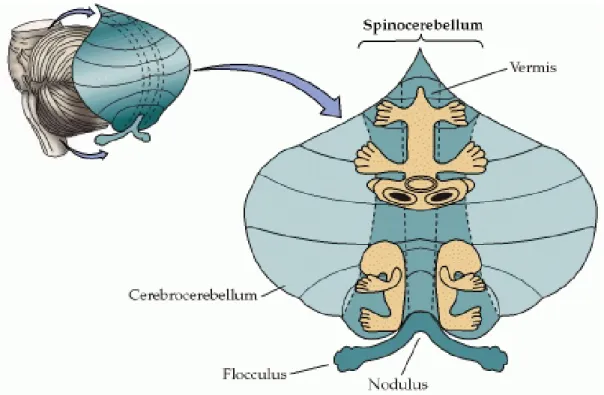 Figure 2. Les cartes somatotopiques de la surface du corps dans le cervelet.  