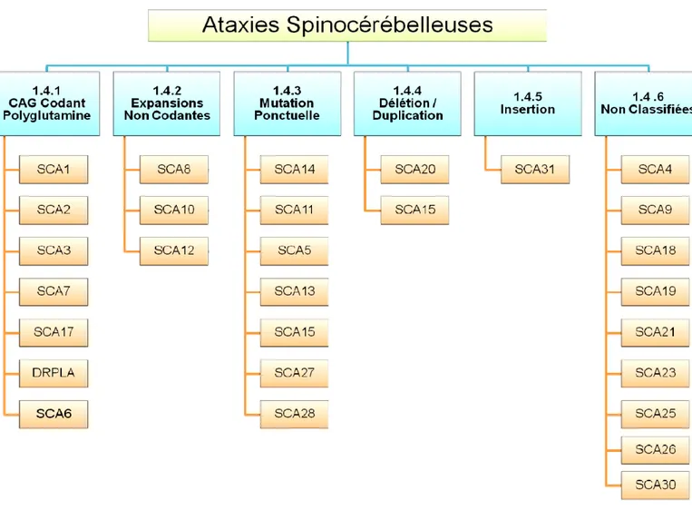 Figure 4. Classification des ataxies spinocérébelleuses en fonction de leur mécanisme moléculaire