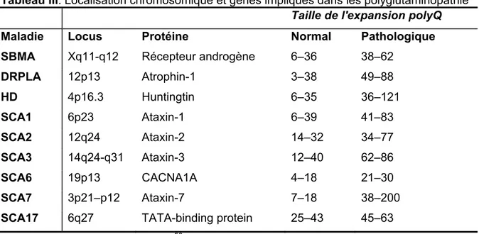 Tableau III. Localisation chromosomique et gènes impliqués dans les polyglutaminopathie  Taille de l'expansion polyQ  Maladie Locus  Protéine  Normal  Pathologique  SBMA  Xq11-q12 Récepteur  androgène  6–36  38–62 