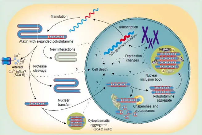 Figure 5. Schéma des différentes conséquences au niveau cellulaire lors d’une expansion à 