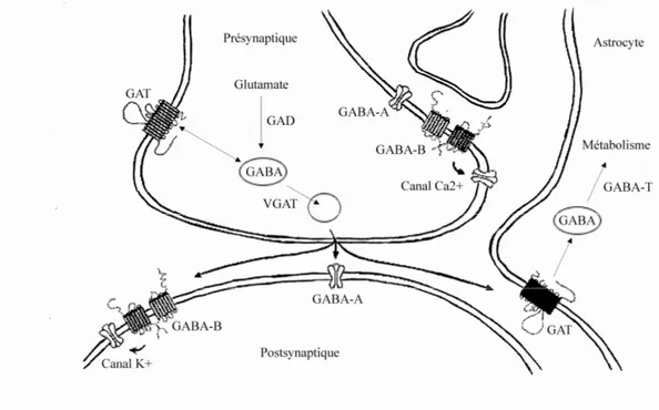 Figure  1.  Synapse  GABAergique  inhibitrice  centrale.  Illustration  des  différentes  composantes 