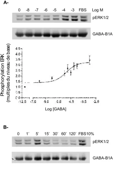 Figure 6. Augmentation de la phosphorylation d’ERK1/2 par l’activation du récepteur GABA B1A  en 