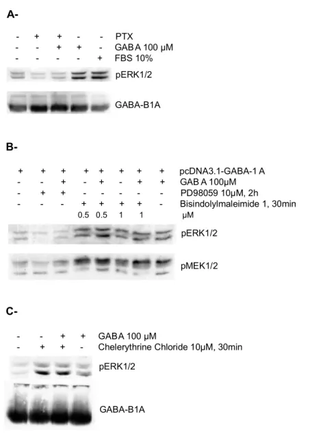 Figure  7.  Modulation  de  l’effet  GABA-B1  sur  la  phosphorylation  d’ERK1/2  suite  à  l’inhibition  de 