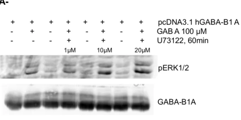 Figure 8. Modulation de l’effet GABA-B1 sur la phosphorylation d’ERK1/2 suite à l’inhibition de la  PLC, de la tyrosine kinase Src et de PI3K