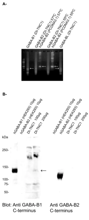 Figure  9.  La  lignée  cellulaire  gliale  DI-TNC1  exprime  GABA-B1  mais  pas  GABA-B2