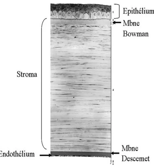Figure 2.2:  Anatomie  microscopique  de  la  cornée:  La  cornée  humaine  est  divisée  en  cinq  couches distinctes: l'épithélium, la membrane de Bowman, le stroma, la membrane de Descemet  et l'endothélium (Tiré de http://ophtazone.no-ip.com)
