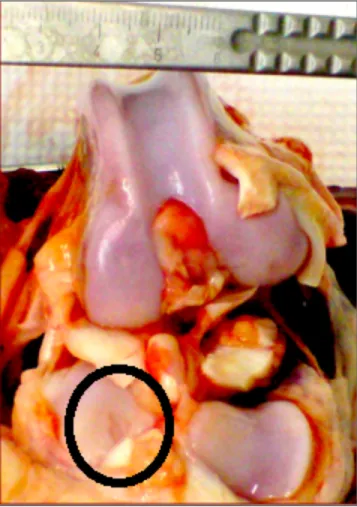 Figure 6: Photo d’un genou canin suite à 8 semaines d’effort physique normal  après  une  lacération  du  LCA