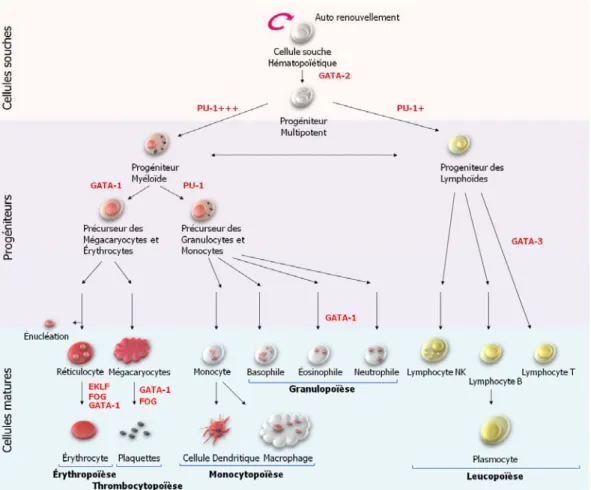 Figure 1. 1. L’hématopoïèse - L’hématopoïèse désigne le processus assurant le maintien des cellules  souches hématopoïétiques, leur différenciation et leur maturation de manière à assurer le  renouvellement de l’ensemble des lignées cellulaires sanguines