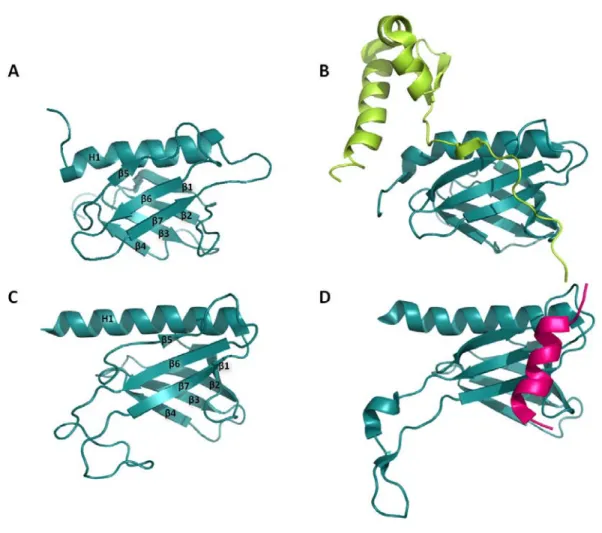 Figure 1. 4 . Structures du domaine PH de p62/Tfb1 libres ou en complexe. Structures résolues par  spectroscopie RMN de (A) p62 libre [39], (B) p62 en complexe avec TFIIEα (vert clair) [40], (C)  Tfb1 libre [37] et (D) Tfb1 en complexe avec le TAD2 de p53 