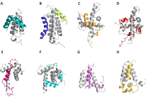 Figure 1. 5 . Structures de différents domaines de CBP/p300 en complexe avec différents TAD de  facteurs de transcription