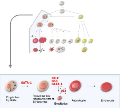 Figure 1. 9 . Érythropoïèse et énucléation. Différentes étapes de la différenciation en érythrocytes et  facteurs de transcription impliqués