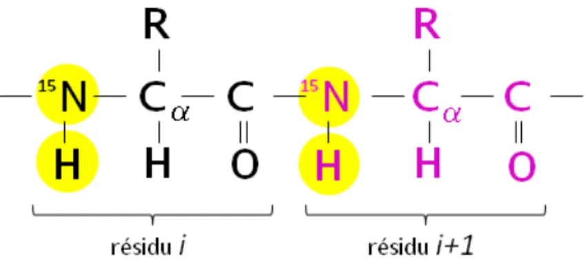 Figure 1. 14 . Corrélations entre les atomes  15 N et  1 H observées dans un spectre  1 H- 15 N HSQC 